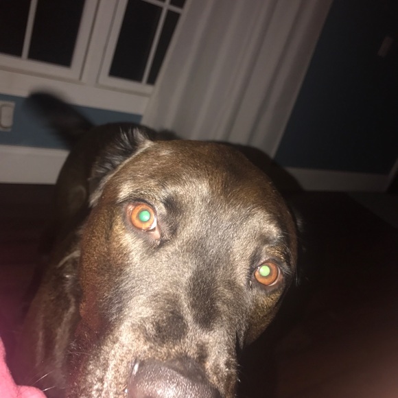 Meet your Posher, Trish - Picture 3 of 4